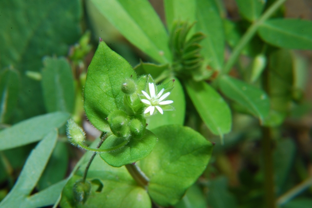 Stellaria media s.l.